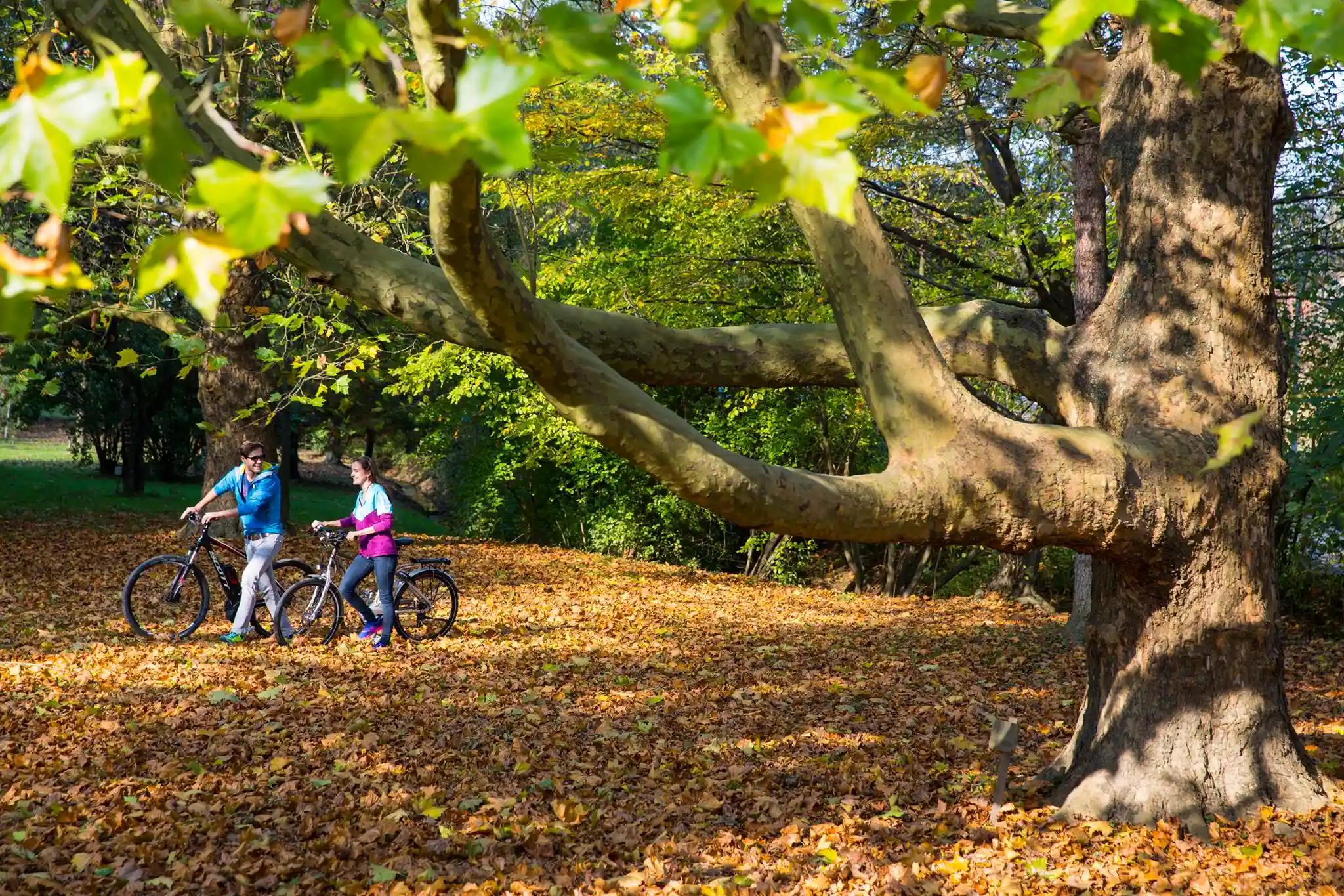 Movement@bergmann-Copy