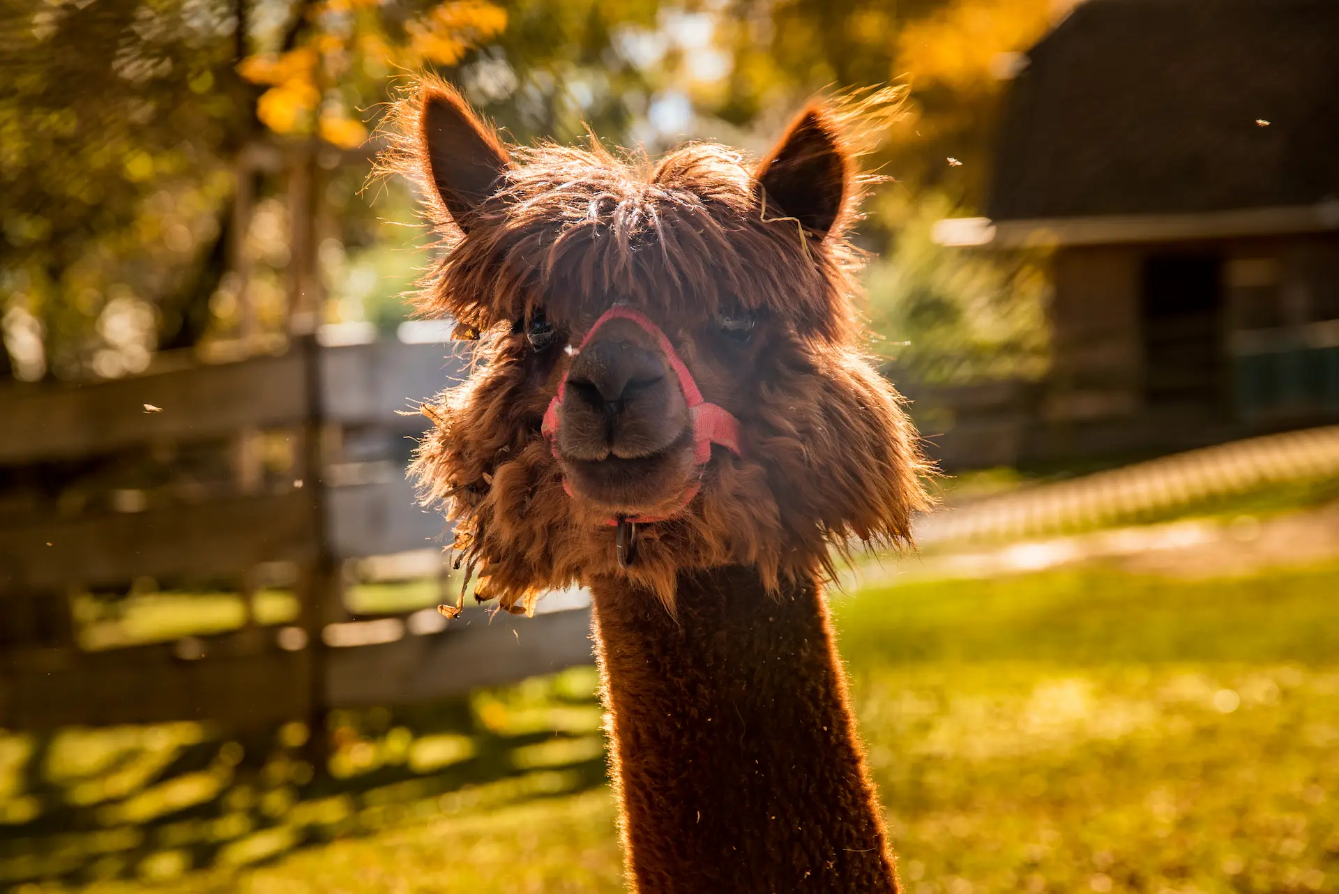 Tierwelt-Herberstein-1